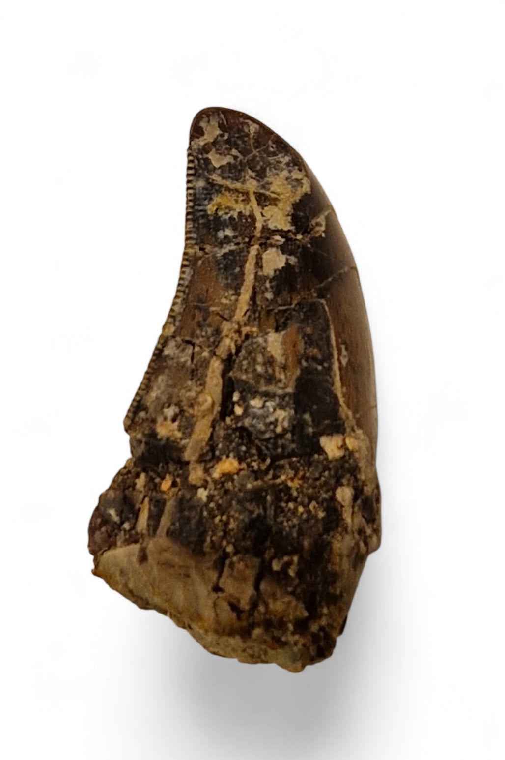 Abelisaurid Tooth 4.3cm – Cretaceous Dinosaur | Rare location - Atlas Mountains