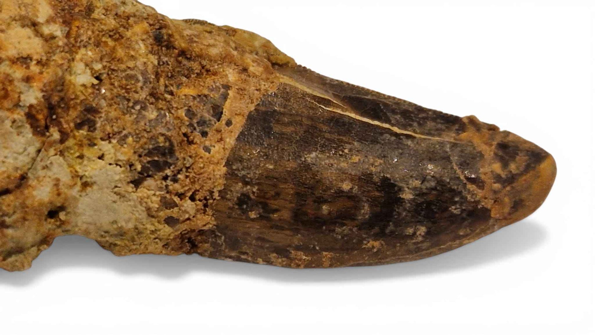 Abelisaurid Tooth – Cretaceous Dinosaur | Rare location - Atlas Mountains