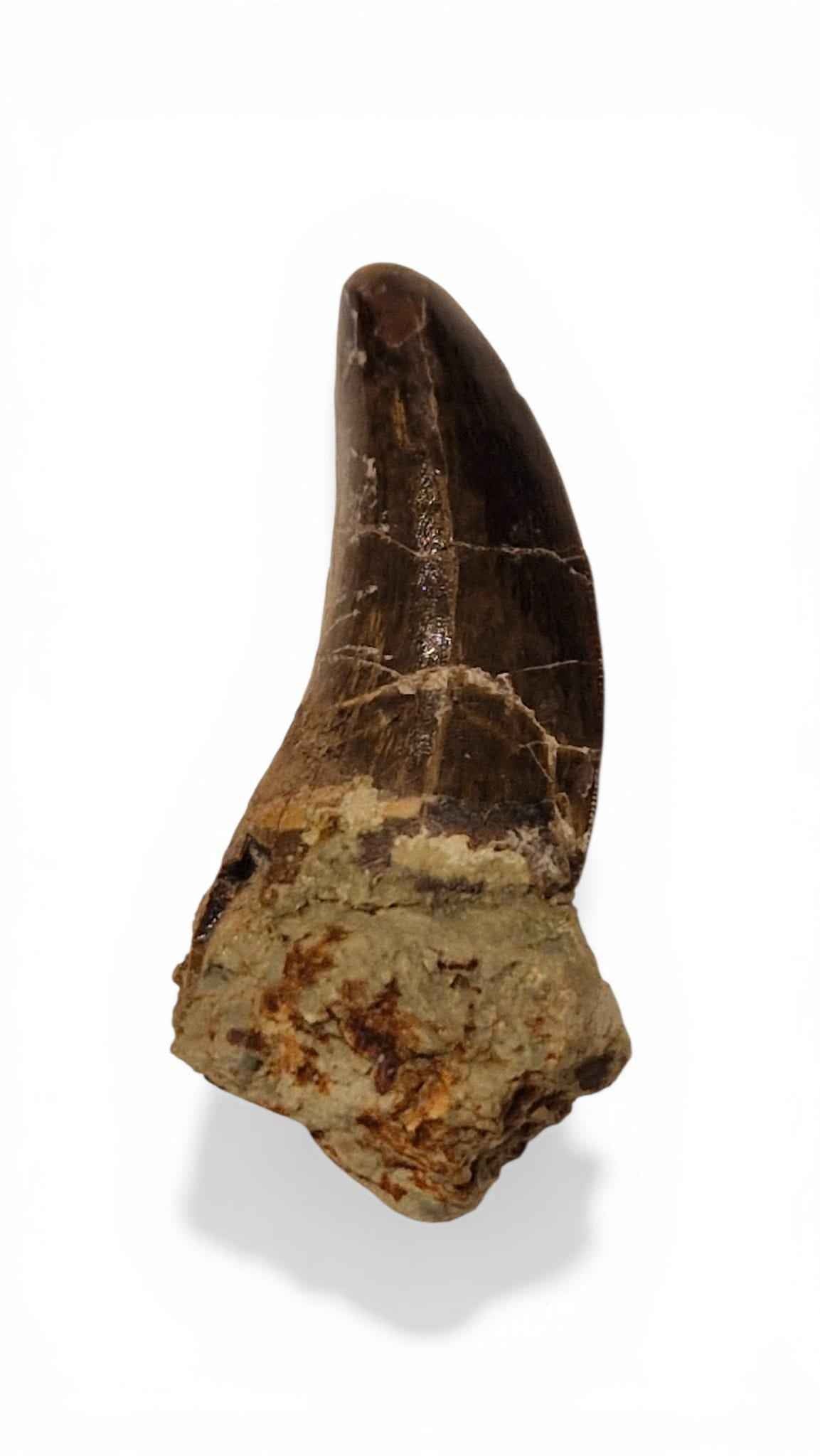 Abelisaurid Tooth 4.4cm – Cretaceous Dinosaur | Rare location - Atlas Mountains