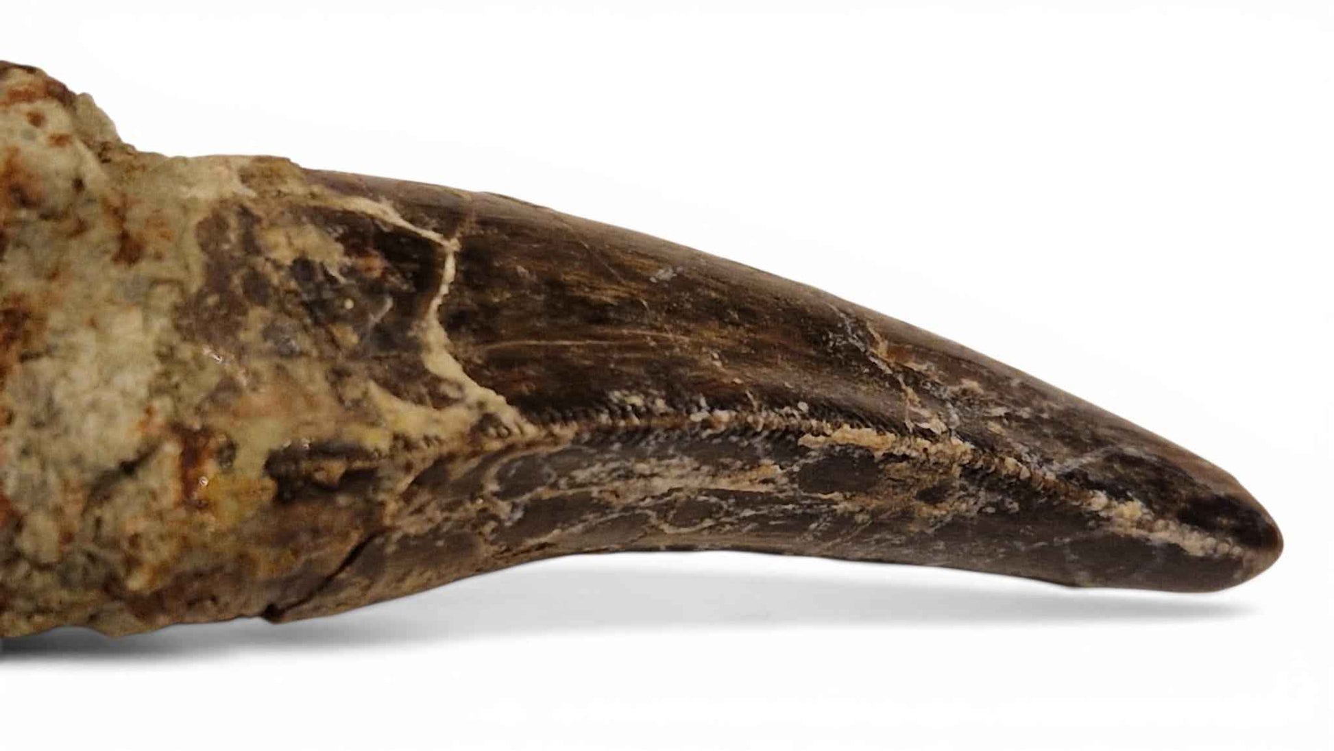 Abelisaurid Tooth 4.4cm – Cretaceous Dinosaur | Rare location - Atlas Mountains