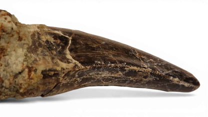 Abelisaurid Tooth 4.4cm – Cretaceous Dinosaur | Rare location - Atlas Mountains