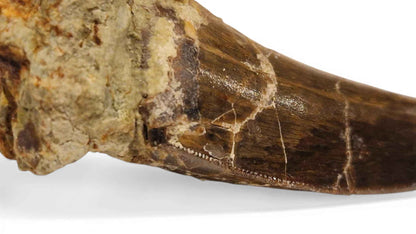 Abelisaurid Tooth 4.4cm – Cretaceous Dinosaur | Rare location - Atlas Mountains