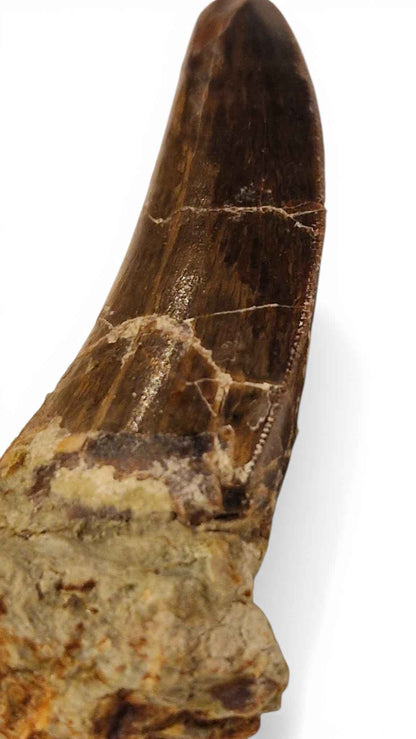 Abelisaurid Tooth 4.4cm – Cretaceous Dinosaur | Rare location - Atlas Mountains