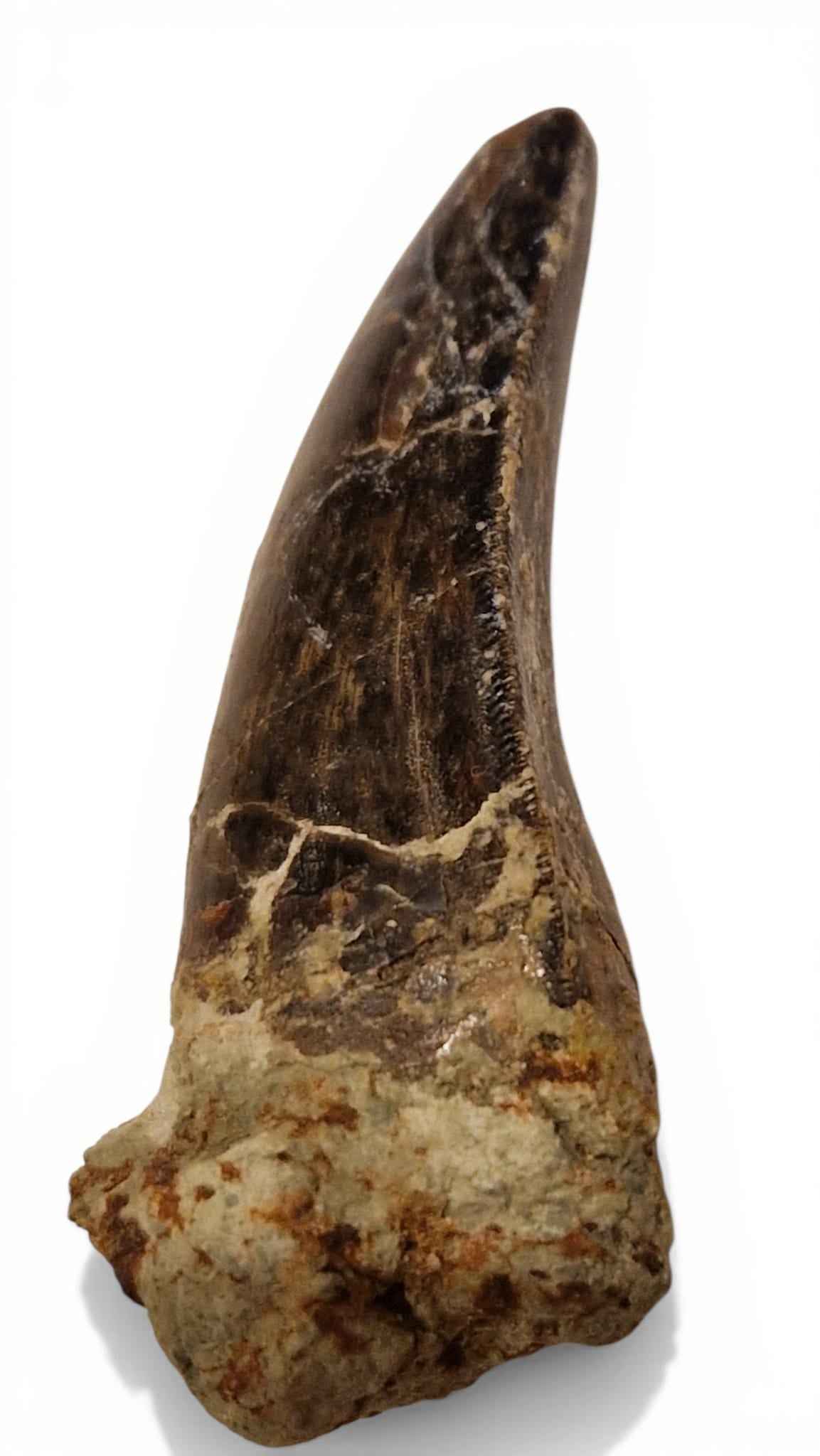 Abelisaurid Tooth 4.4cm – Cretaceous Dinosaur | Rare location - Atlas Mountains