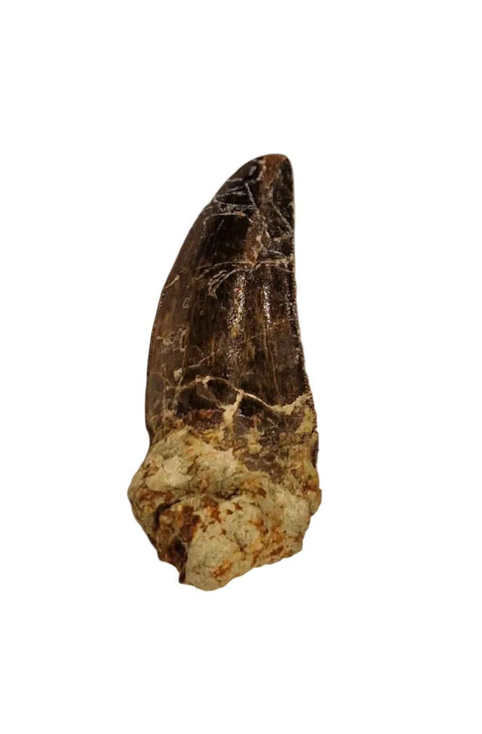 Abelisaurid Tooth 4.4cm – Cretaceous Dinosaur | Rare location - Atlas Mountains