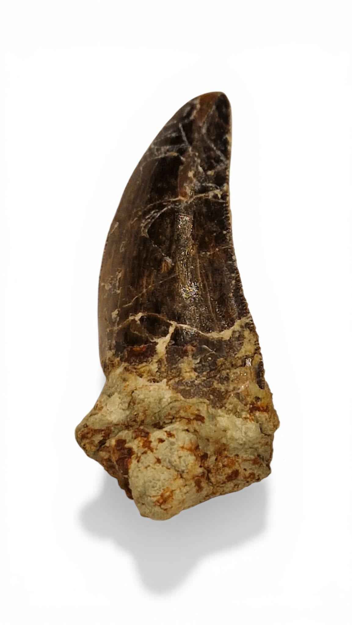 Abelisaurid Tooth 4.4cm – Cretaceous Dinosaur | Rare location - Atlas Mountains