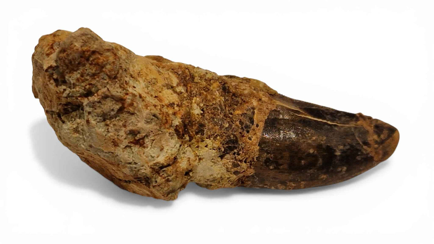 Abelisaurid Tooth – Cretaceous Dinosaur | Rare location - Atlas Mountains