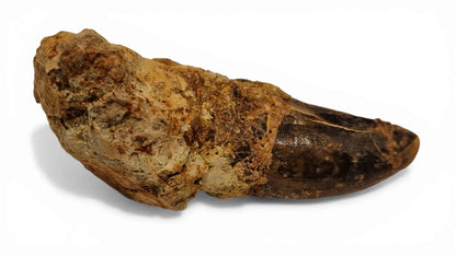 Abelisaurid Tooth – Cretaceous Dinosaur | Rare location - Atlas Mountains