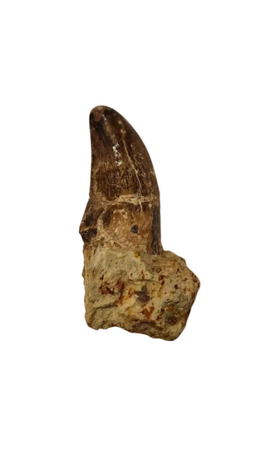 Abelisaurid Tooth – Cretaceous Dinosaur | Rare location - Atlas Mountains