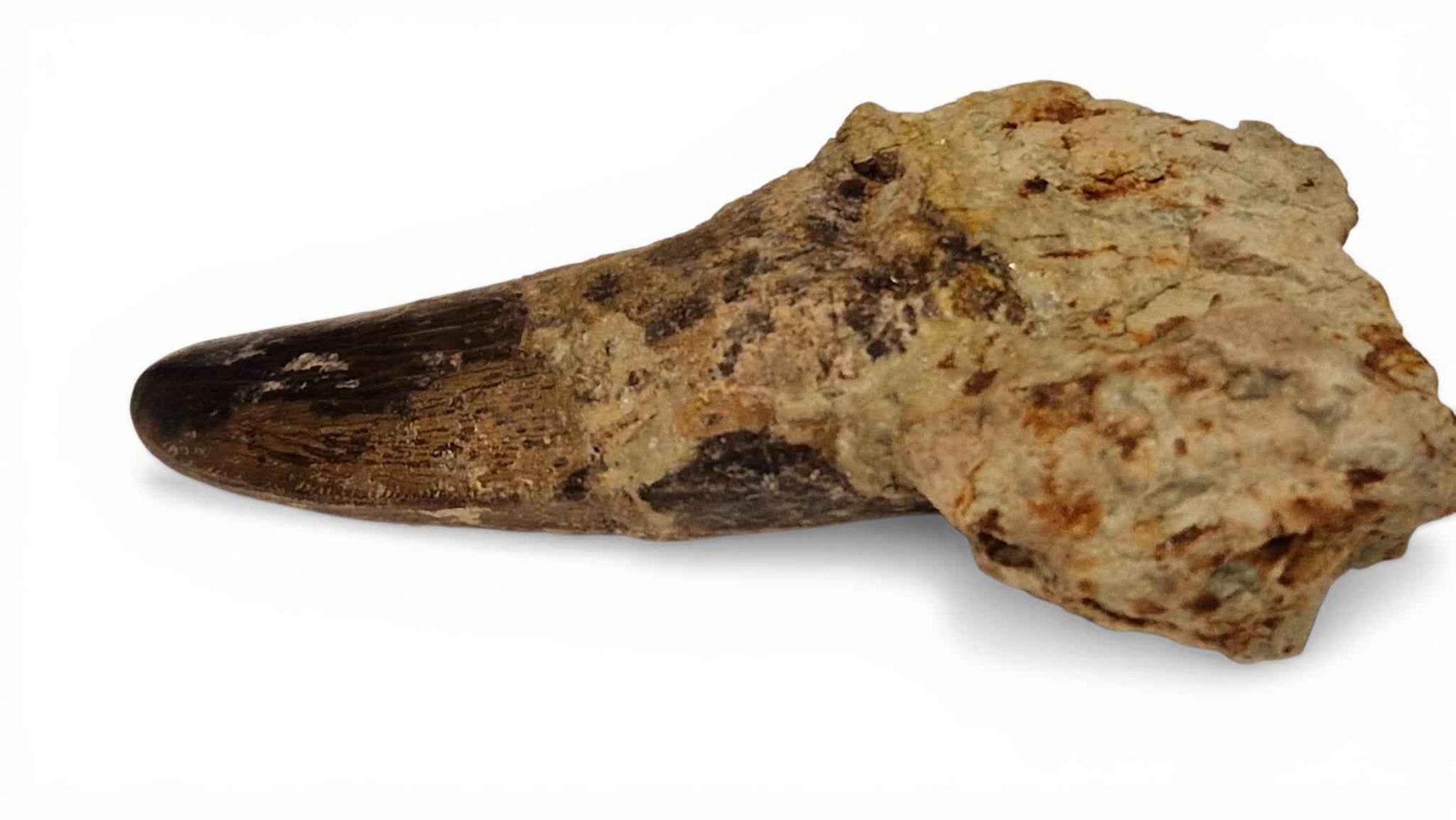 Abelisaurid Tooth – Cretaceous Dinosaur | Rare location - Atlas Mountains