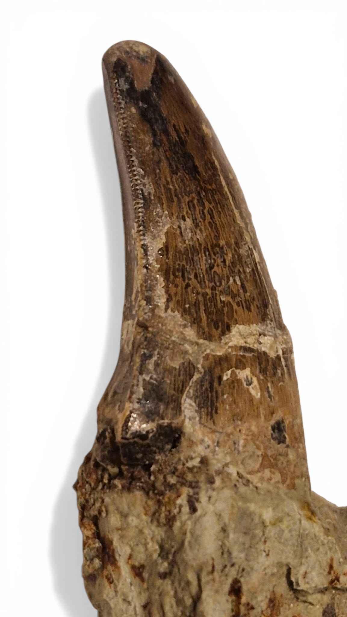 Abelisaurid Tooth – Cretaceous Dinosaur | Rare location - Atlas Mountains