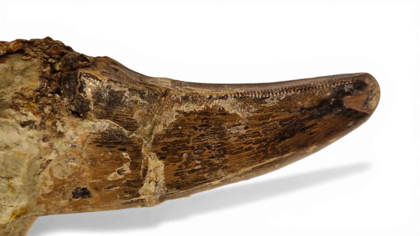 Abelisaurid Tooth – Cretaceous Dinosaur | Rare location - Atlas Mountains