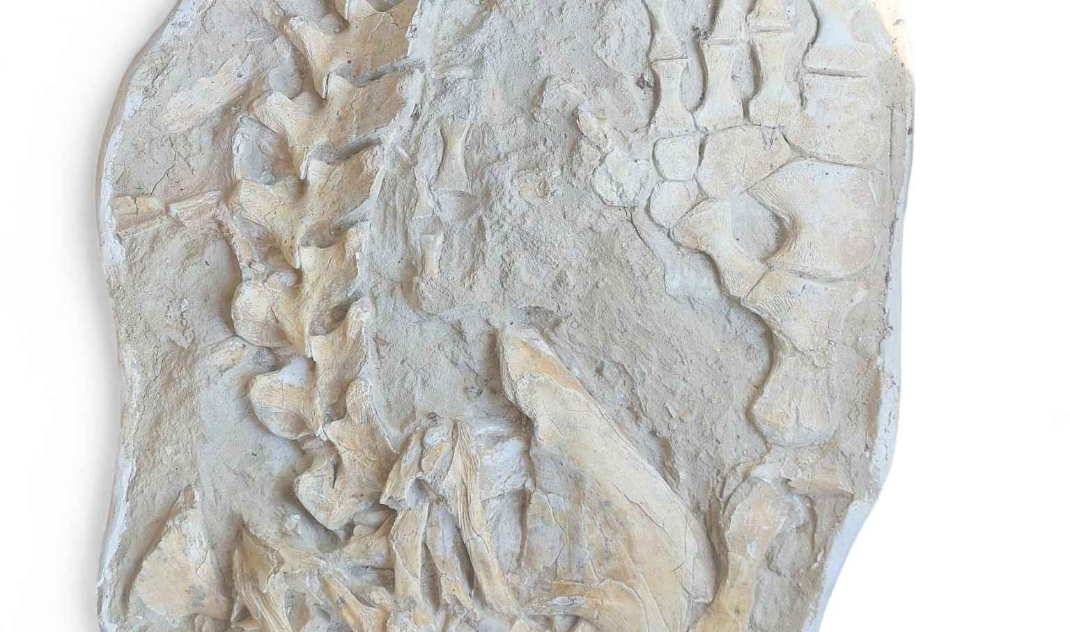 Mosasaurus beaugei - Apex Predator - authentic fossil specimen, natural history by Fossils NH