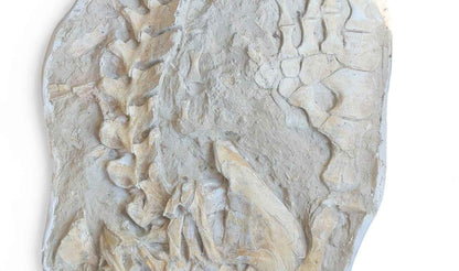 Mosasaurus beaugei - Apex Predator - authentic fossil specimen, natural history by Fossils NH