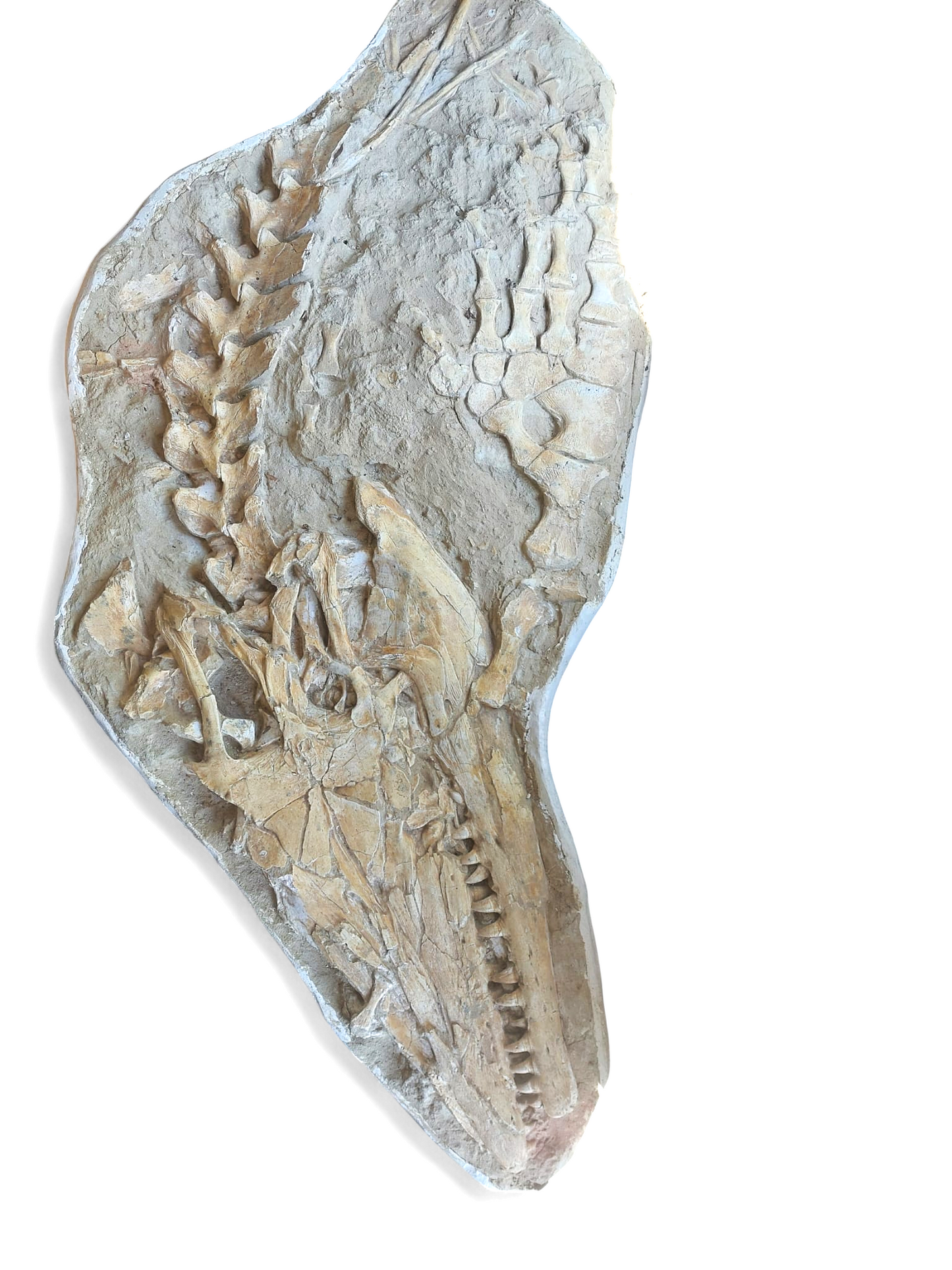 Mosasaurus beaugei - Apex Predator - authentic fossil specimen, natural history by Fossils NH