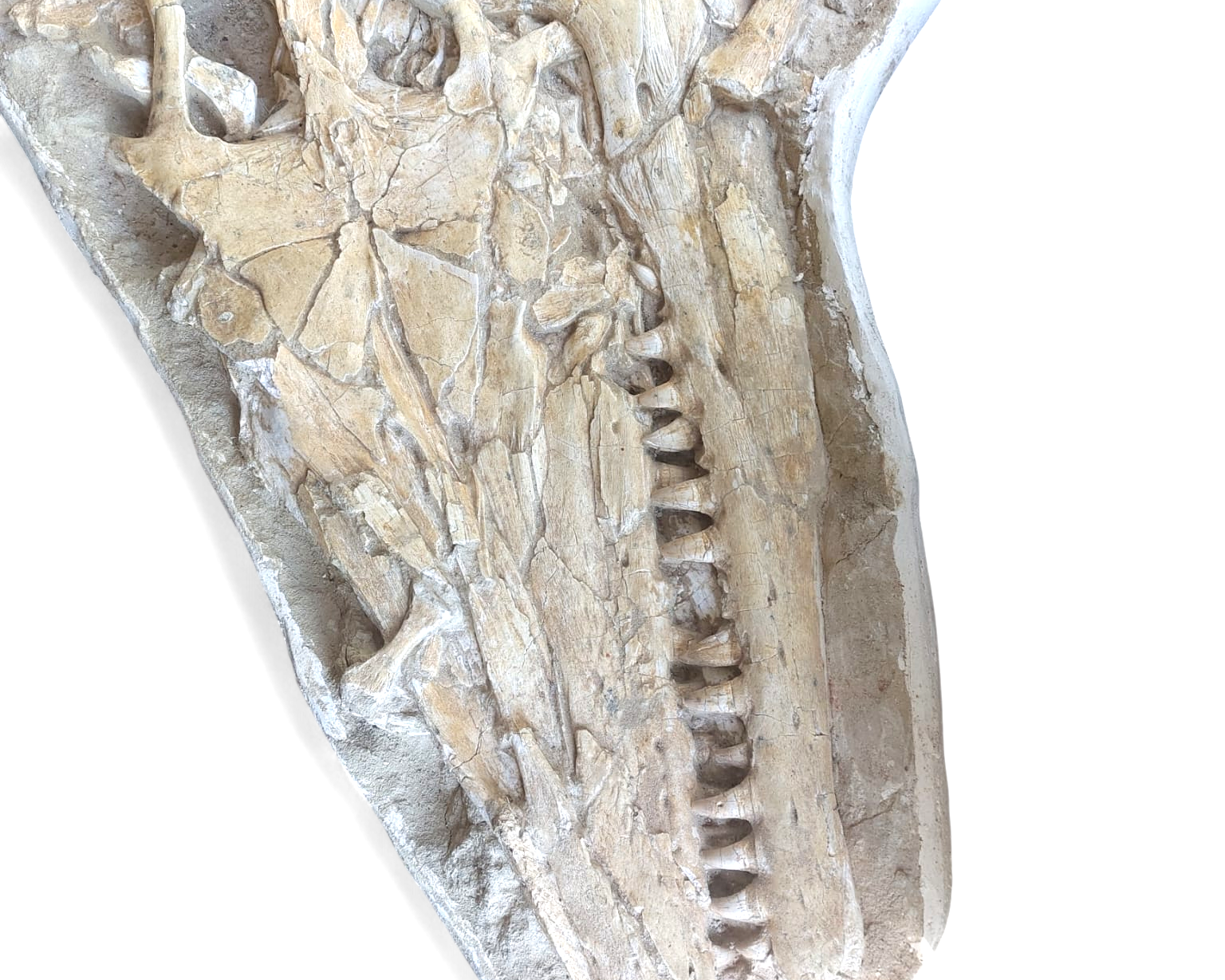 Mosasaurus beaugei - Apex Predator - authentic fossil specimen, natural history by Fossils NH