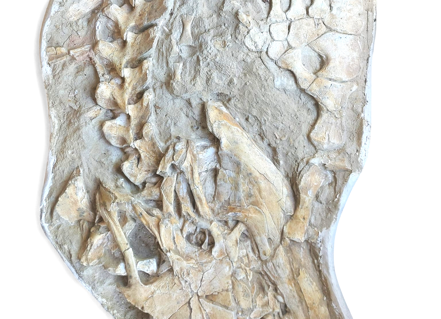 Mosasaurus beaugei - Apex Predator - authentic fossil specimen, natural history by Fossils NH