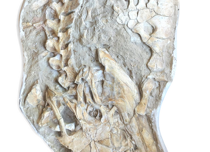 Mosasaurus beaugei - Apex Predator - authentic fossil specimen, natural history by Fossils NH