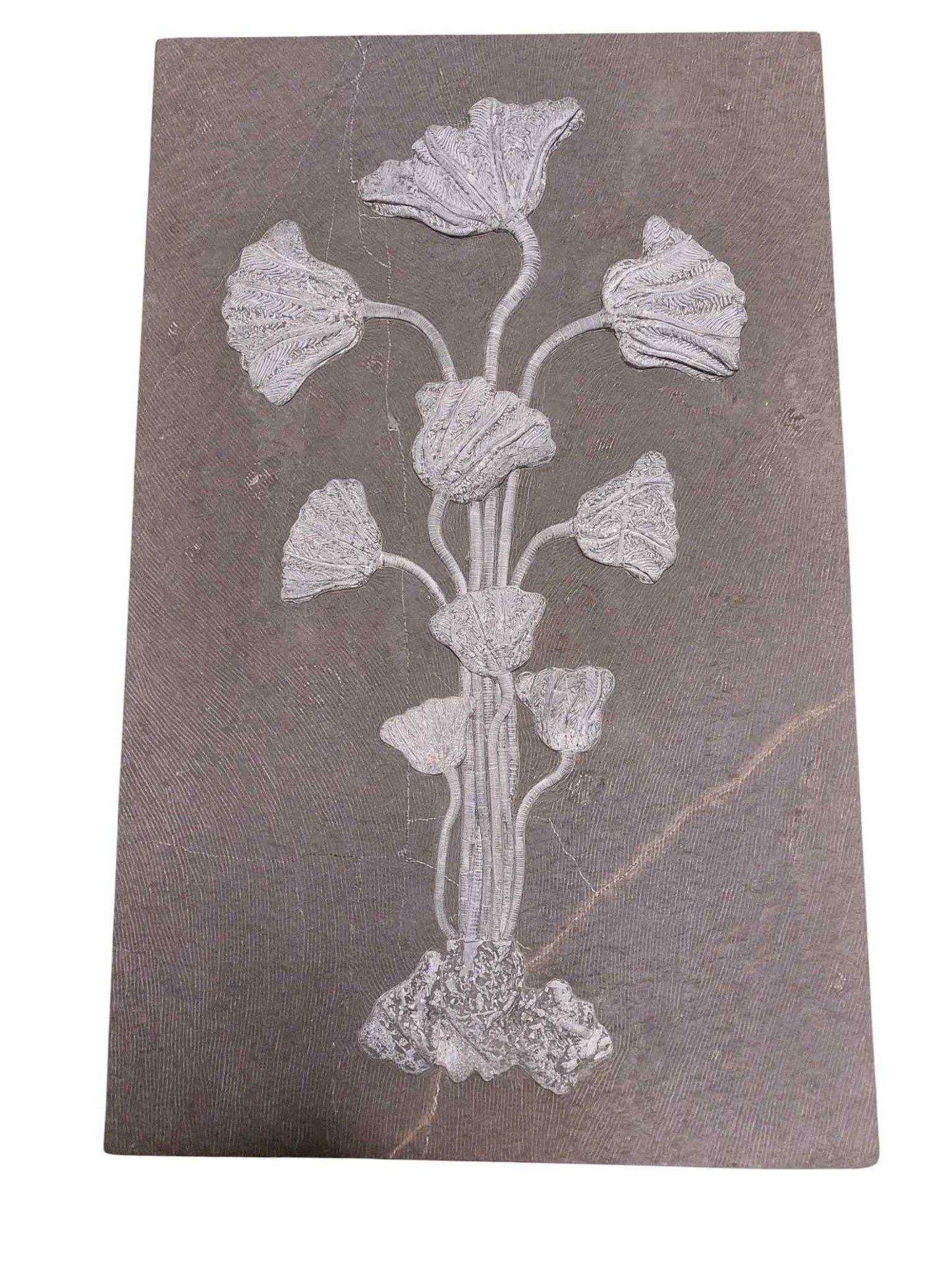 Sea Lily Fossil Wall Plate - authentic fossil specimen, natural history by Fossils NH