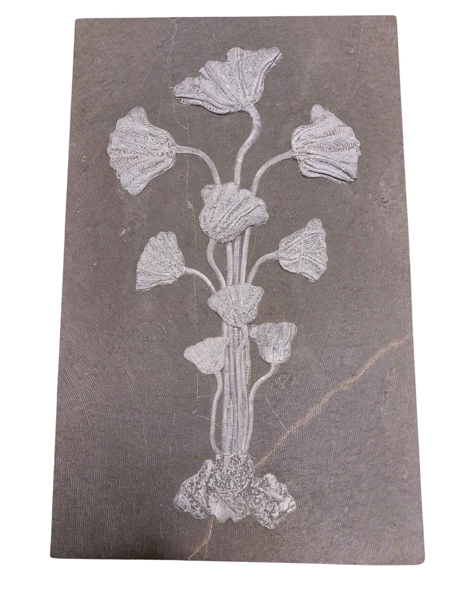 Sea Lily Fossil Wall Plate - authentic fossil specimen, natural history by Fossils NH