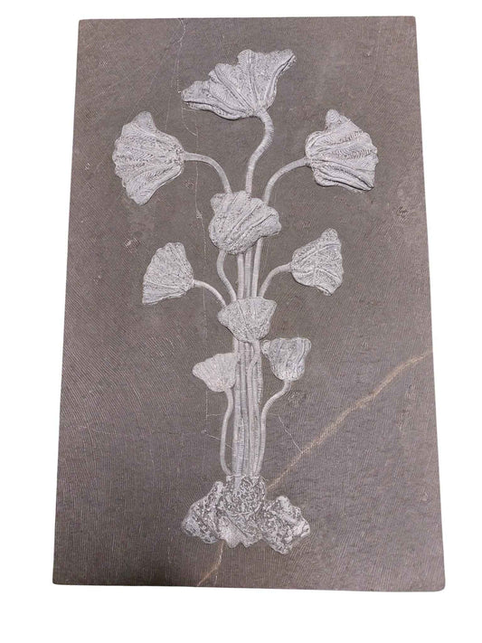 Sea Lily Fossil Wall Plate - authentic fossil specimen, natural history by Fossils NH