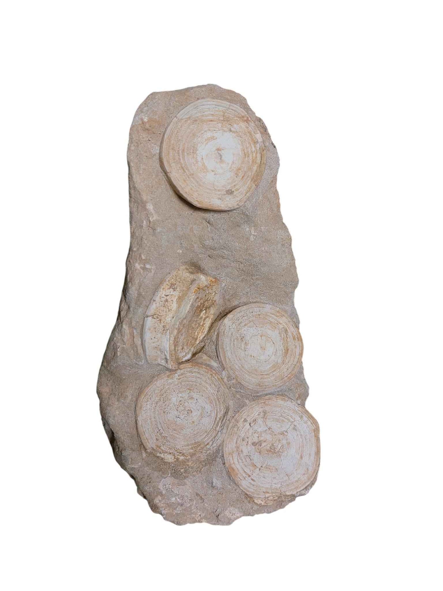 Otodus Shark Vertebrae - Natural Assembly - authentic fossil specimen, natural history by Fossils NH