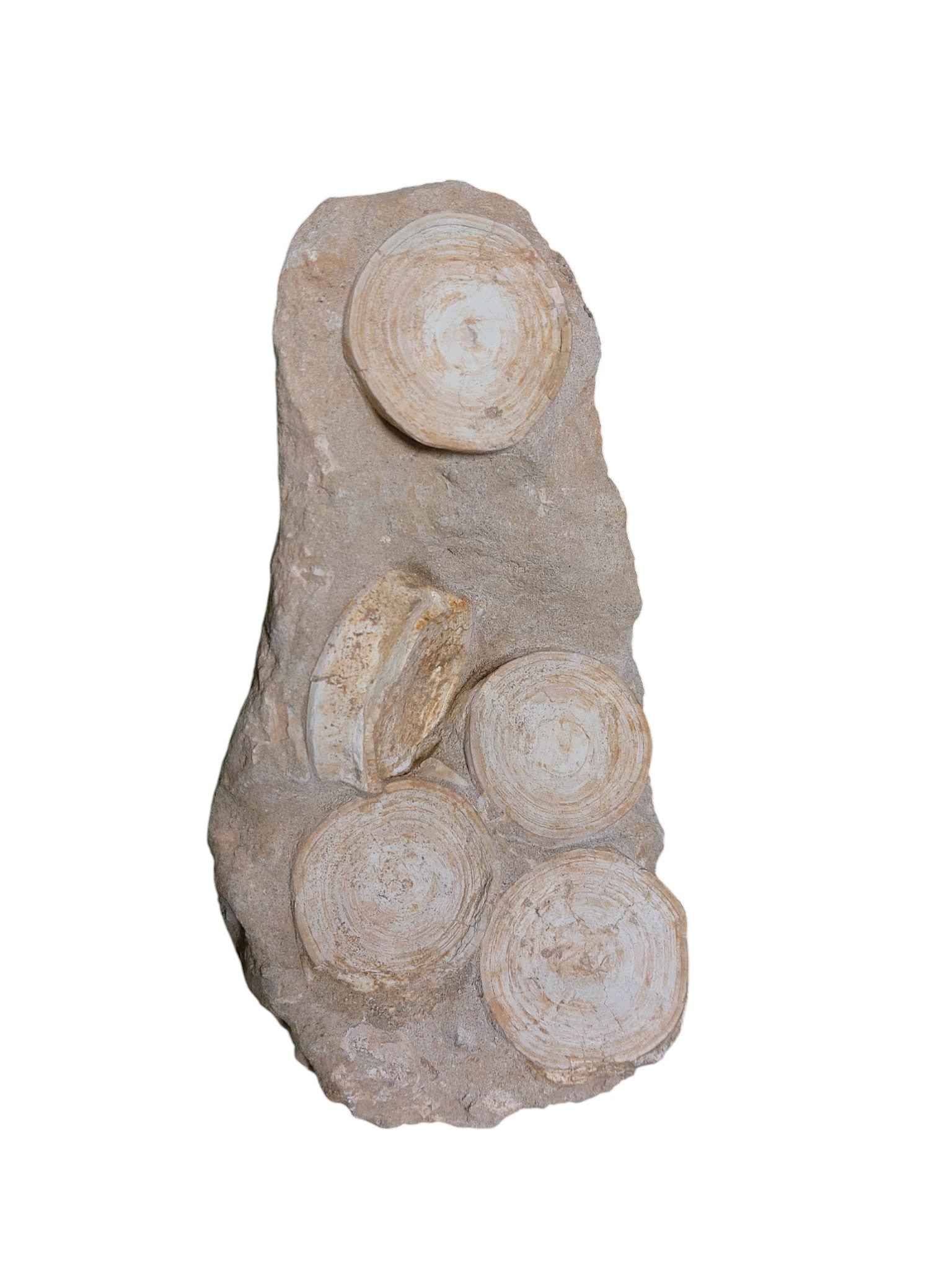 Otodus Shark Vertebrae - Natural Assembly - authentic fossil specimen, natural history by Fossils NH