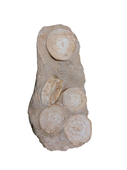 Otodus Shark Vertebrae - Natural Assembly - authentic fossil specimen, natural history by Fossils NH