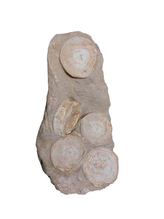 Otodus Shark Vertebrae - Natural Assembly - authentic fossil specimen, natural history by Fossils NH