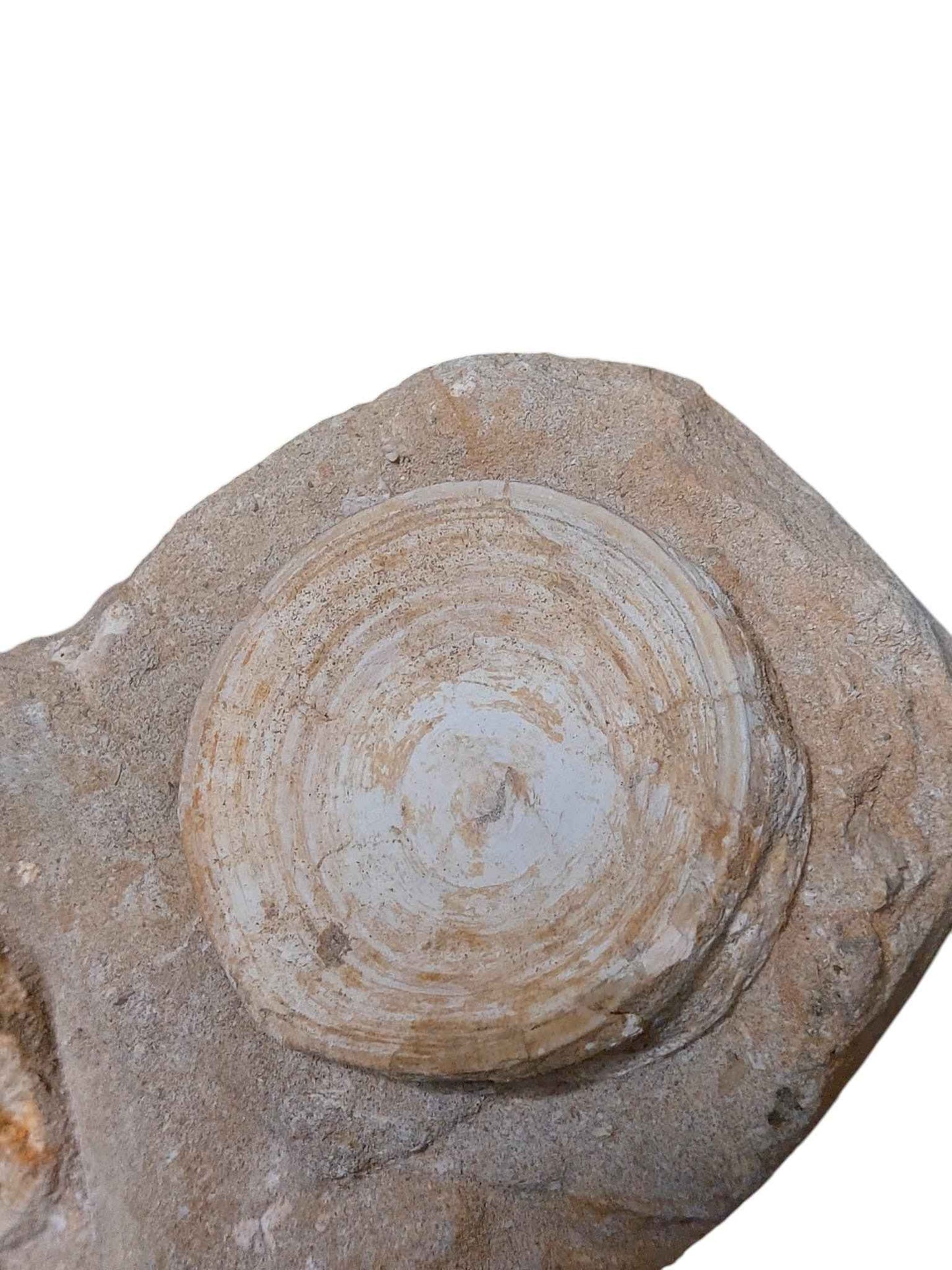 Otodus Shark Vertebrae - Natural Assembly - authentic fossil specimen, natural history by Fossils NH