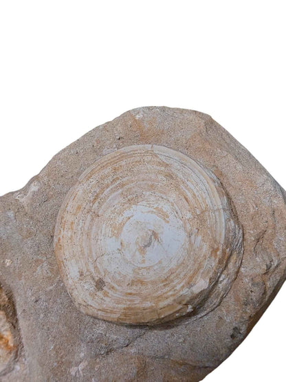 Otodus Shark Vertebrae - Natural Assembly - authentic fossil specimen, natural history by Fossils NH