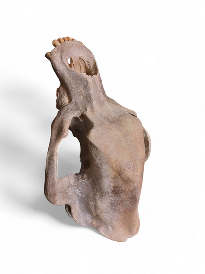 Ursus spelaeus - Cave Bear Skull - authentic fossil specimen, natural history by Fossils NH