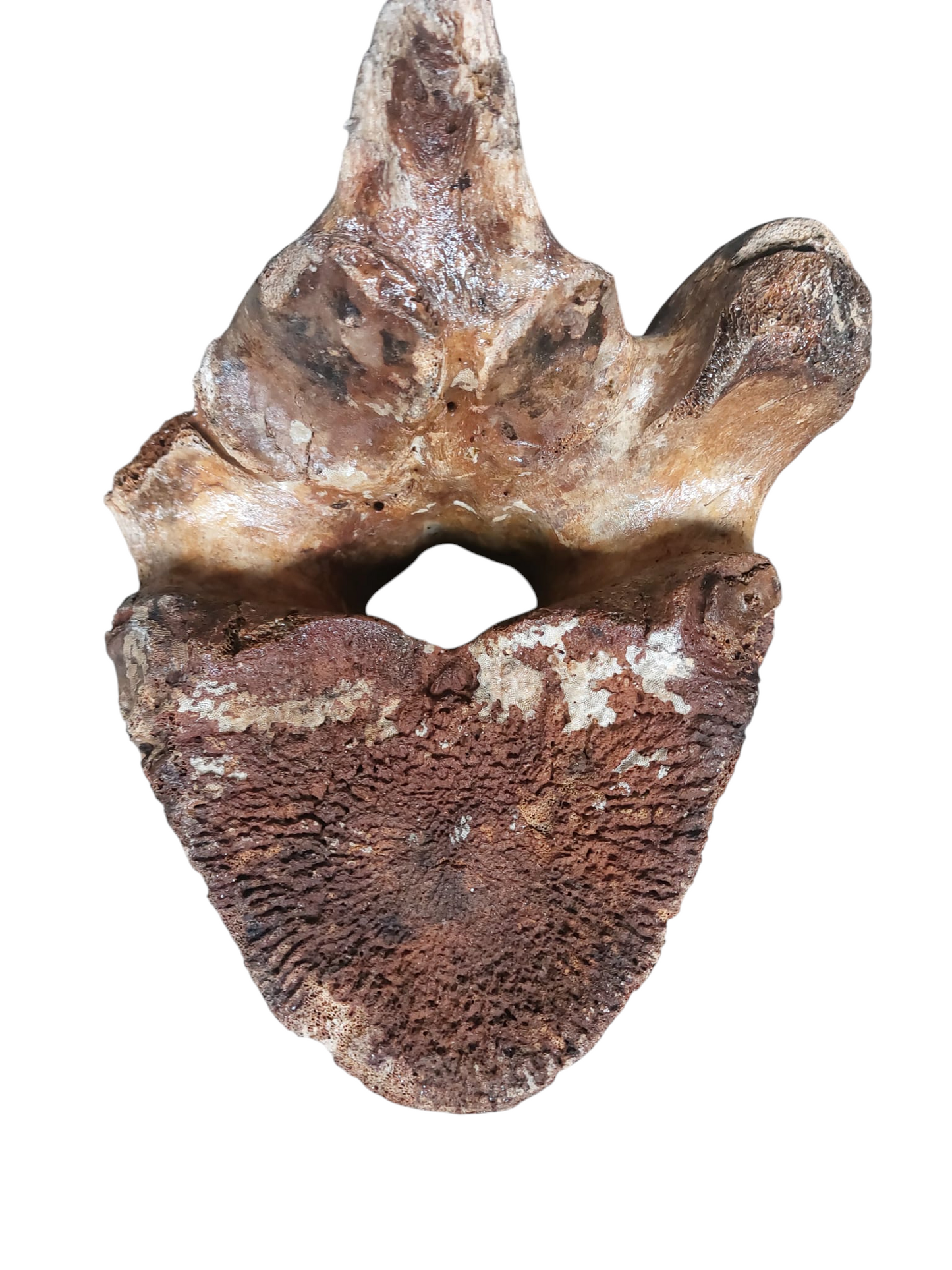 Woolly Mammoth Thoracic Vertebra – Ice Age Giant - authentic fossil specimen, natural history by Fossils NH