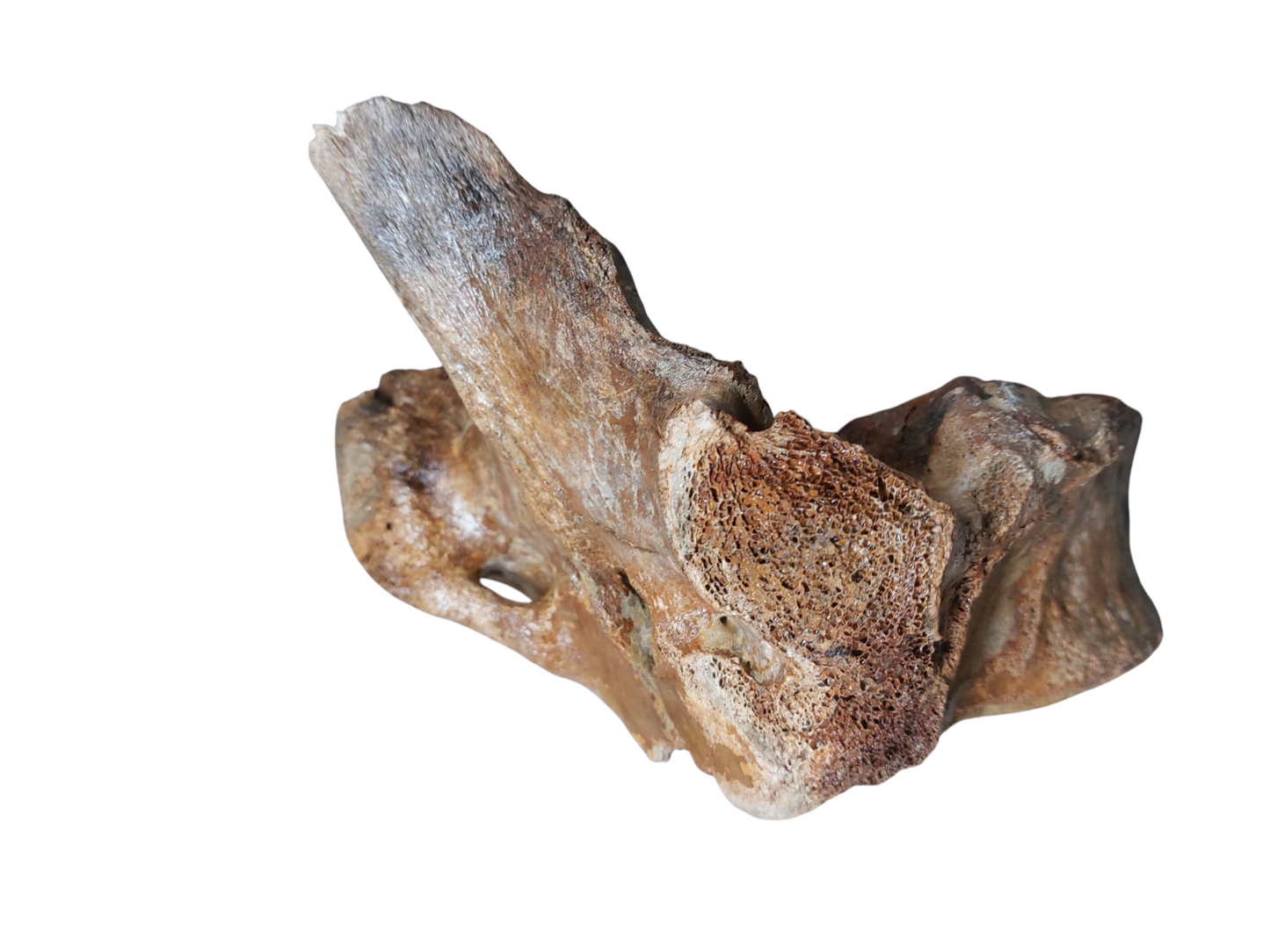Woolly Mammoth Thoracic Vertebra – Ice Age Giant - authentic fossil specimen, natural history by Fossils NH
