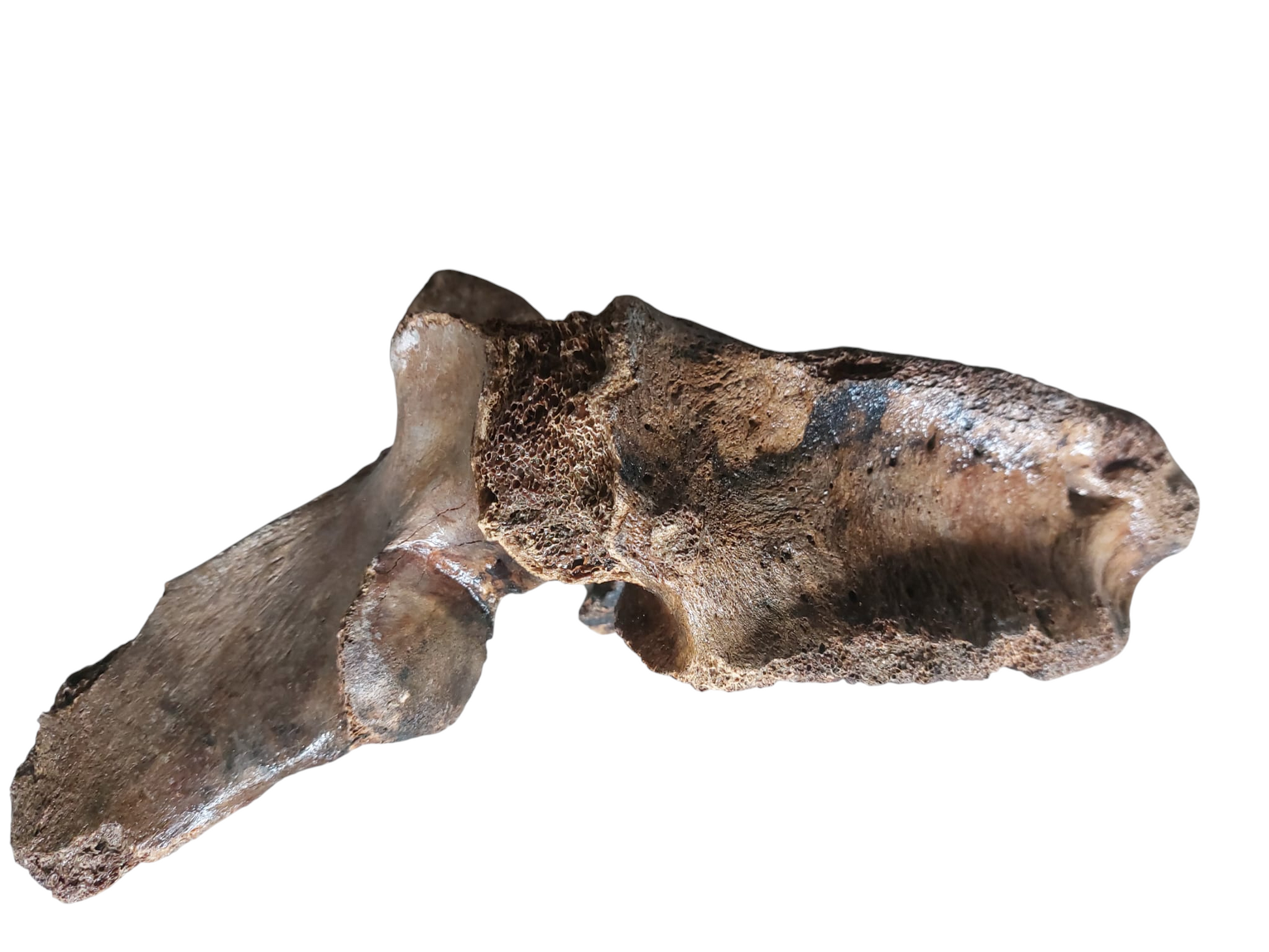 Woolly Mammoth Lumbar Vertebra - authentic fossil specimen, natural history by Fossils NH