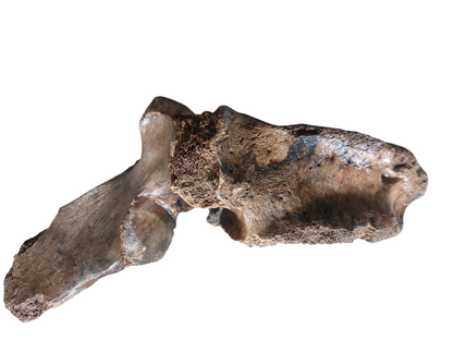 Woolly Mammoth Lumbar Vertebra - authentic fossil specimen, natural history by Fossils NH