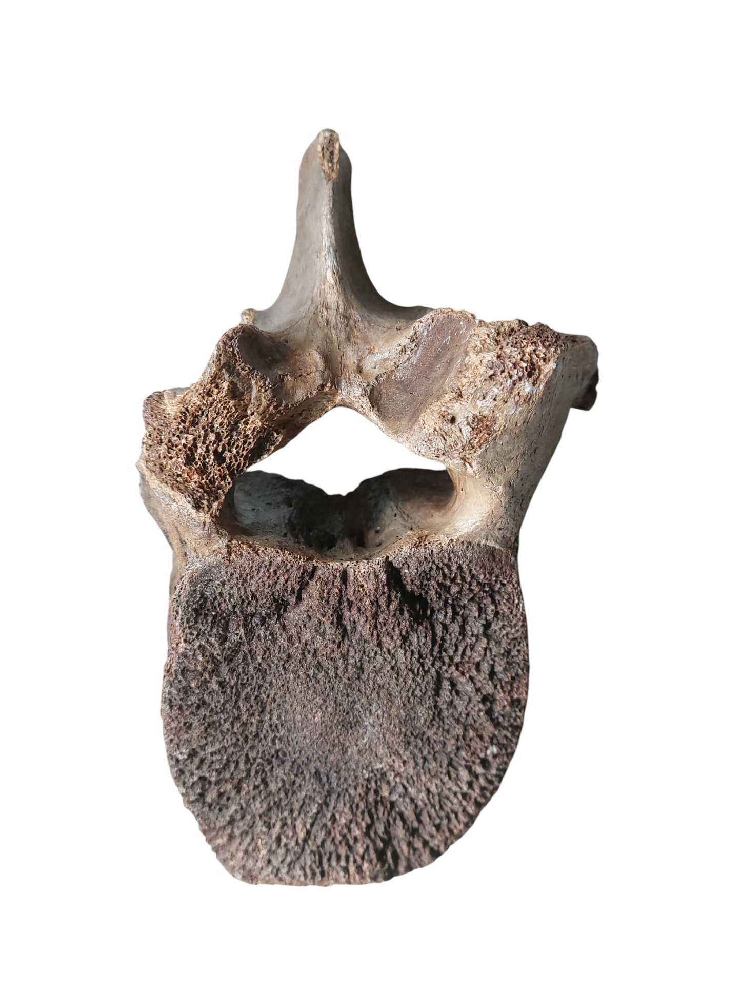 Woolly Mammoth Lumbar Vertebra - authentic fossil specimen, natural history by Fossils NH