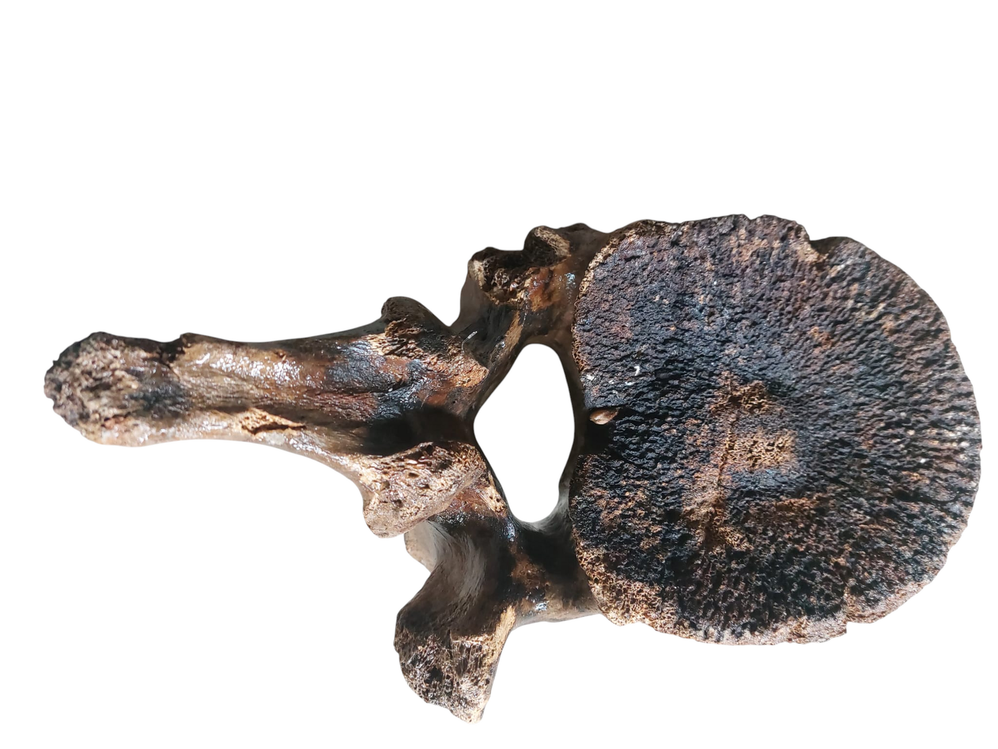 Woolly Mammoth Lumbar Vertebra - authentic fossil specimen, natural history by Fossils NH