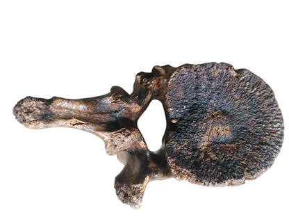 Woolly Mammoth Lumbar Vertebra - authentic fossil specimen, natural history by Fossils NH