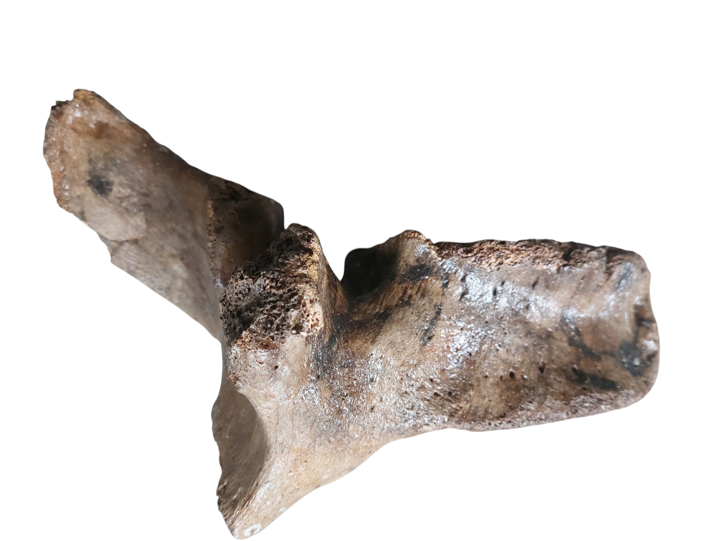 Woolly Mammoth Lumbar Vertebra - authentic fossil specimen, natural history by Fossils NH