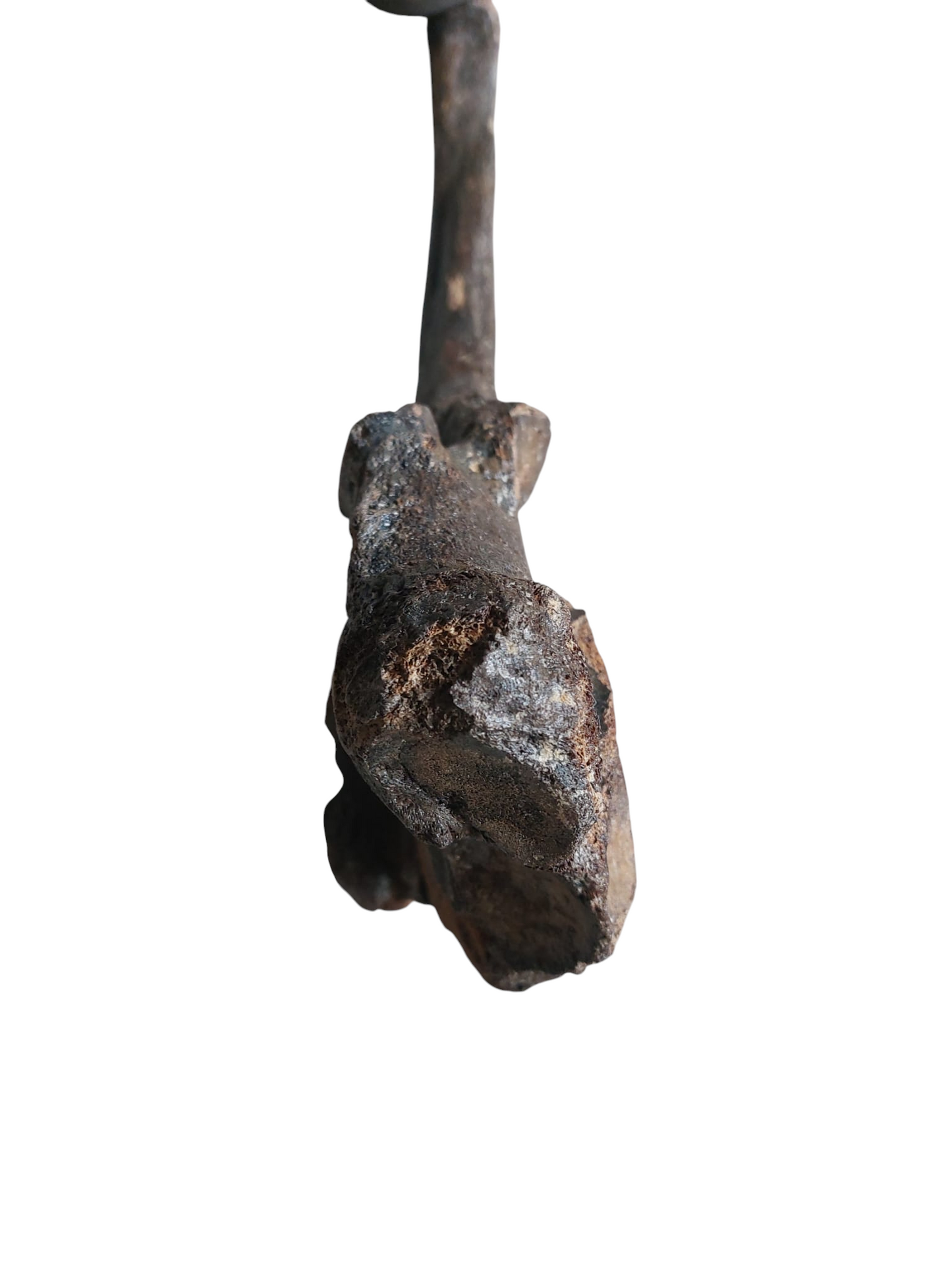 Woolly Mammoth Cervical Vertebra - authentic fossil specimen, natural history by Fossils NH