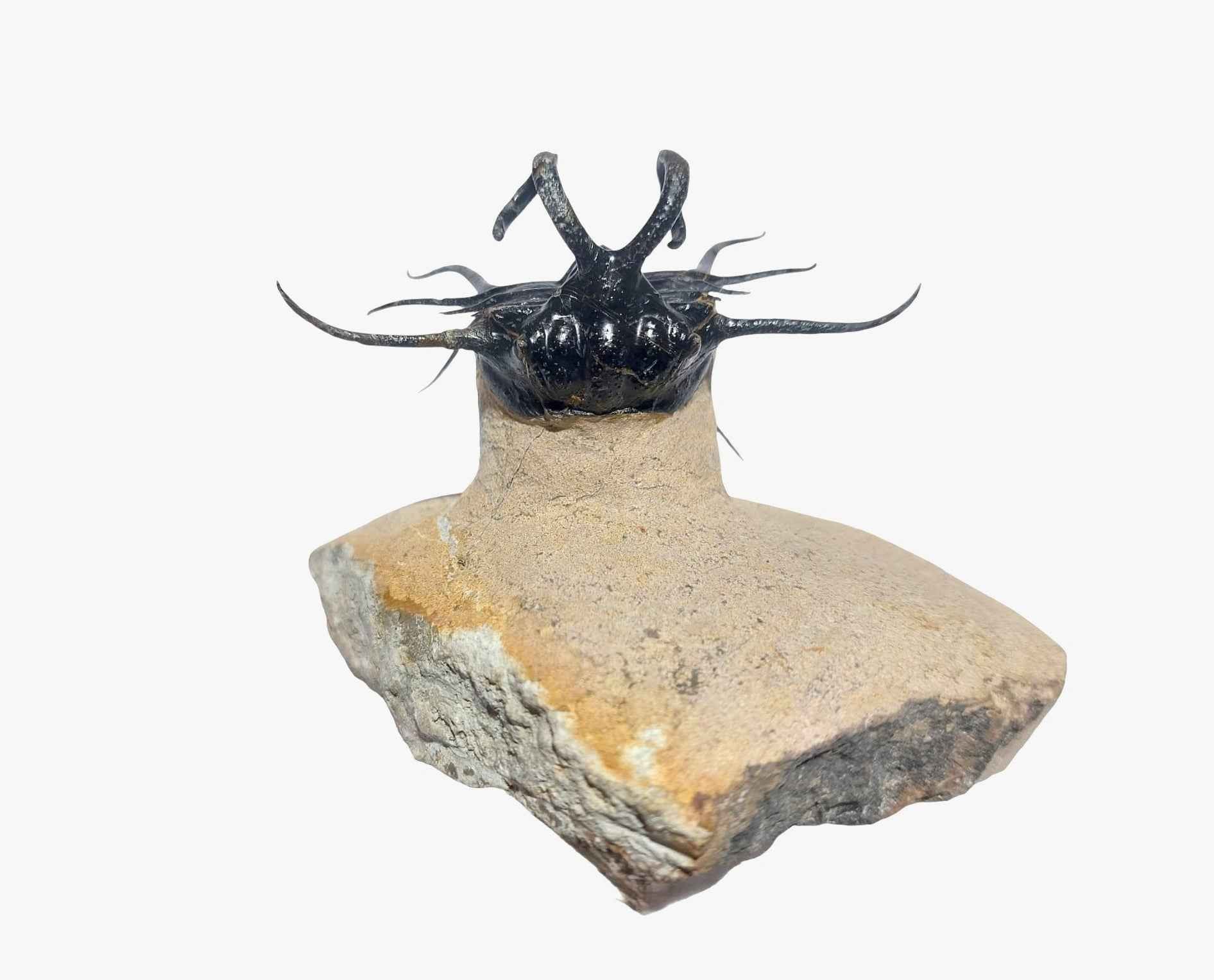 Dicranurus monstrosus – Iconic Spiny Trilobite - authentic fossil specimen, natural history by Fossils NH