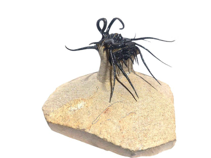 Dicranurus monstrosus – Iconic Spiny Trilobite - authentic fossil specimen, natural history by Fossils NH