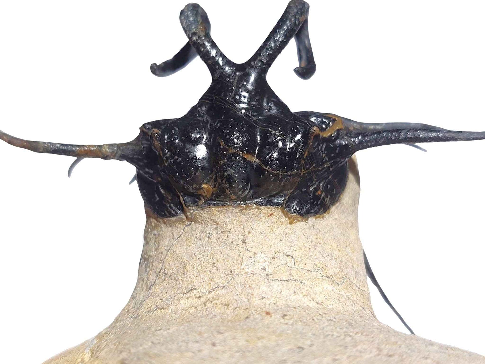 Dicranurus monstrosus – Iconic Spiny Trilobite - authentic fossil specimen, natural history by Fossils NH