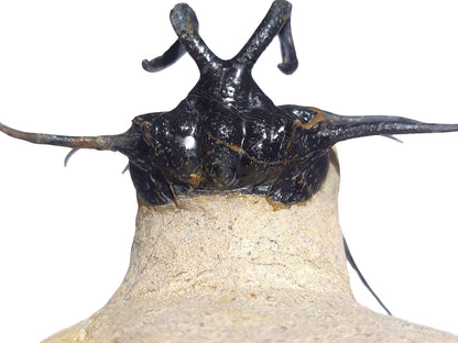 Dicranurus monstrosus – Iconic Spiny Trilobite - authentic fossil specimen, natural history by Fossils NH