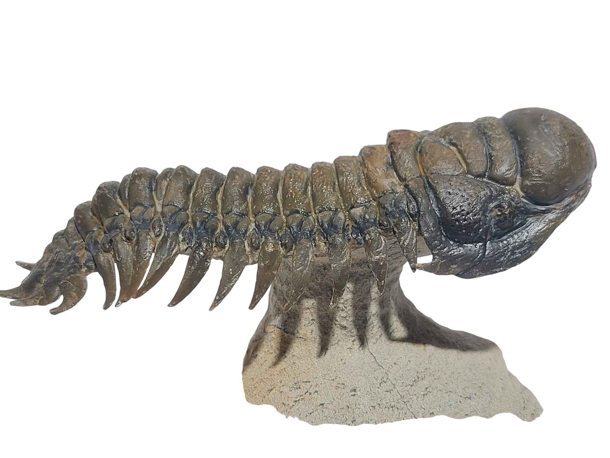 Crotalocephalina gibbus – Rare Devonian Trilobite - authentic fossil specimen, natural history by Fossils NH