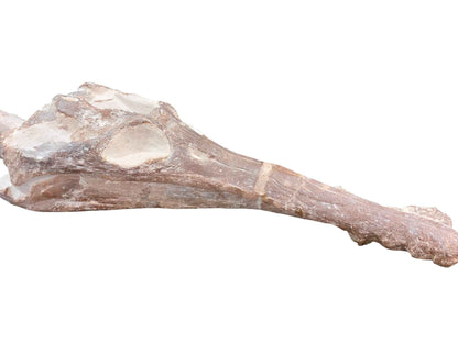 Manemergus anguirostris – Plesiosaur Fossil - authentic fossil specimen, natural history by Fossils NH