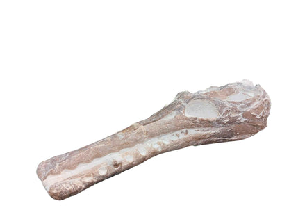 Manemergus anguirostris – Plesiosaur Fossil - authentic fossil specimen, natural history by Fossils NH