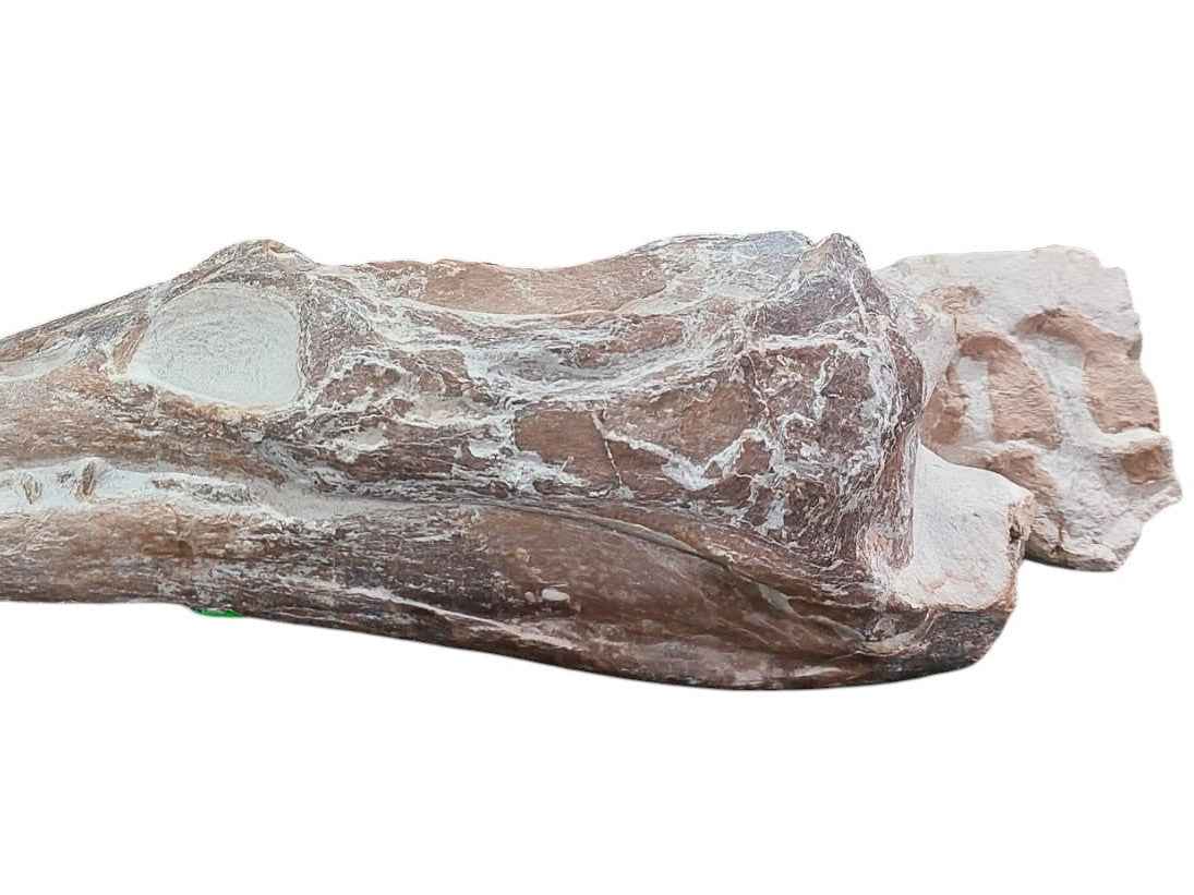 Manemergus anguirostris – Plesiosaur Fossil - authentic fossil specimen, natural history by Fossils NH