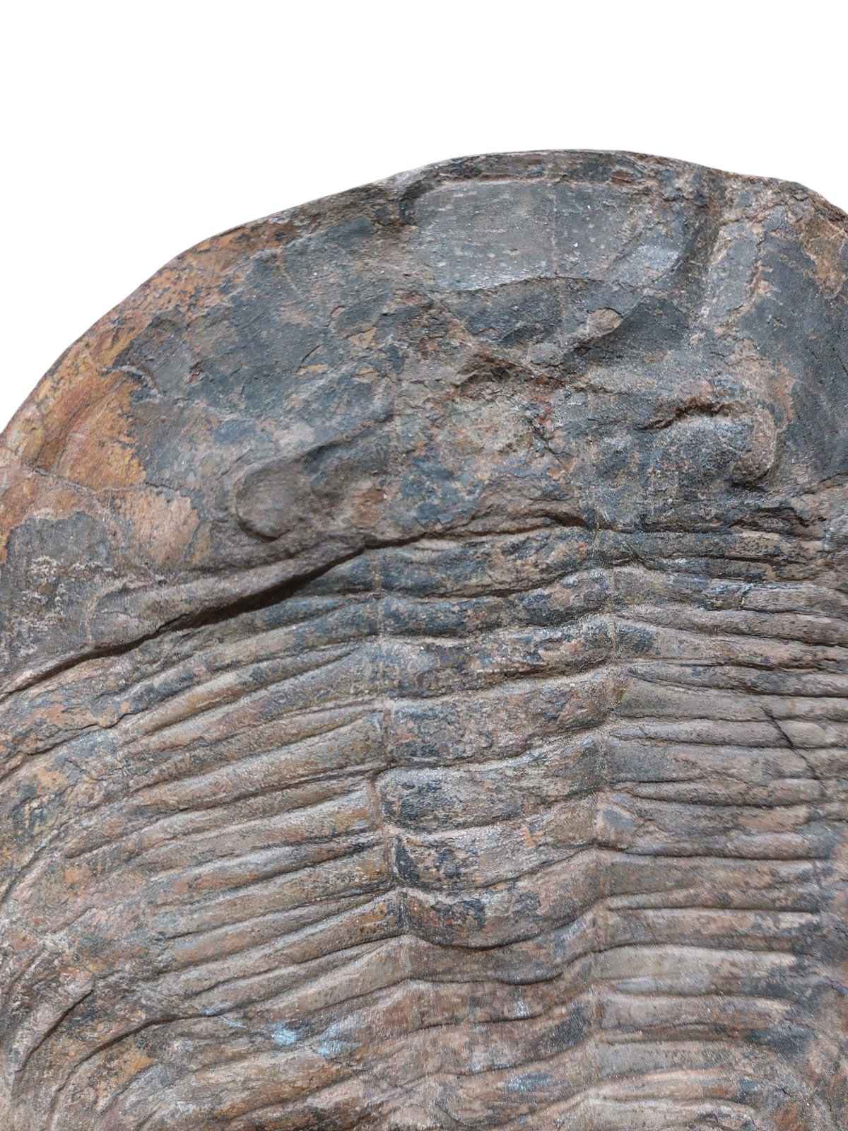 Dikelocephalina brenchleyi – Ordovician Trilobite - authentic fossil specimen, natural history by Fossils NH